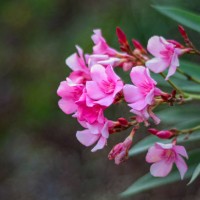 pink oleander flowers isolated with background - garden decoration stock pictures, royalty-free photos & images