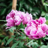 pink peonies - garden decoration stock pictures, royalty-free photos & images