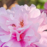 pink peony camellia flower in a garden - garden decoration stock pictures, royalty-free photos & images