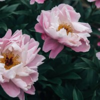 pink peony flowerbed against dark green garden background - garden decoration stock pictures, royalty-free photos & images