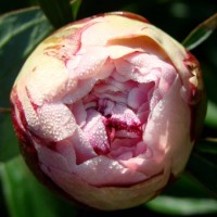pink pumpkin rose coverd in waterdrops - garden decoration stock pictures, royalty-free photos & images