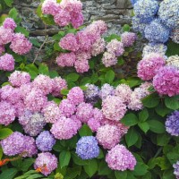 pink, purple and blue hydrangea bush - garden decoration stock pictures, royalty-free photos & images