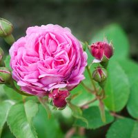 pink rose - garden decoration stock pictures, royalty-free photos & images