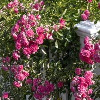 pink rose blooms covering white wooden picket fence - garden decoration stock pictures, royalty-free photos & images