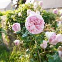 pink rose​ flower - garden decoration stock pictures, royalty-free photos & images