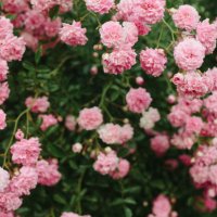 pink rose flowers in the garden. summer floral background. - garden decoration stock pictures, royalty-free photos & images