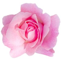 pink rose isolated on white background - garden decoration stock pictures, royalty-free photos & images