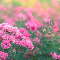 pink roses in bloom - garden decoration stock pictures, royalty-free photos & images
