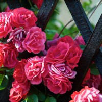 pink roses in full bloom - garden decoration stock pictures, royalty-free photos & images
