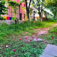 pink roses’s leafs on the grass at garden 4 - garden decoration stock pictures, royalty-free photos & images