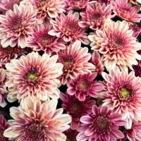 pinkish purplish chrysanthemum flower - garden decoration stock pictures, royalty-free photos & images
