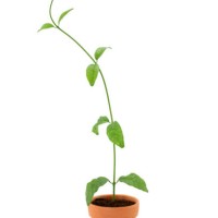 plant growing from small pot - garden decoration stock pictures, royalty-free photos & images
