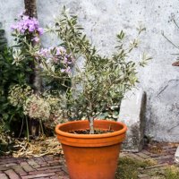 plant in container - garden decoration stock pictures, royalty-free photos & images