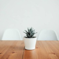 plant on the table - garden decoration stock-fotos und bilder