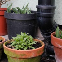 plant pots - garden decoration stock pictures, royalty-free photos & images