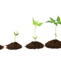 plant stages - plant evolution - garden decoration stock pictures, royalty-free photos & images