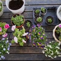 planting flowers - garden decoration photos et images de collection