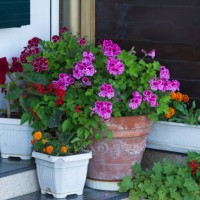 plants for the terrace - garden decoration stock pictures, royalty-free photos & images