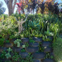 plants growing in recycled tyre - garden decoration stock pictures, royalty-free photos & images