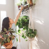 plants in my foyer - home decoration stock pictures, royalty-free photos & images