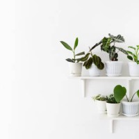 plants on the shelves, home garden - garden decoration stock pictures, royalty-free photos & images