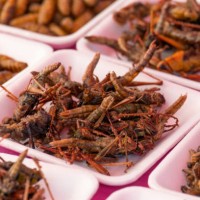 plates of insects for sale in market - food stock pictures, royalty-free photos & images