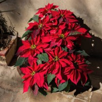 poinsettia in a pot against a sunny wall - garden decoration stock pictures, royalty-free photos & images