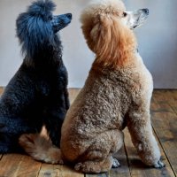poodle - hairstyle stockfoto's en -beelden