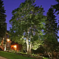 portrait of a large tree on a manicured lawn at night - garden decoration stock pictures, royalty-free photos & images