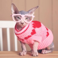 portrait of sphynx cat on table wearing pink pullover and funny glasses - fashion stock pictures, royalty-free photos & images