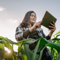 portrait of woman farmer with digital tablet while working at corn field. - food stock pictures, royalty-free photos & images
