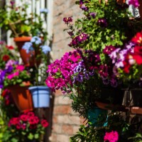 pot flowers on an italian street. space decoration. summer. the sun. - garden decoration stock pictures, royalty-free photos & images