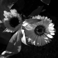 pot marigolds - monochrome - garden decoration stock-fotos und bilder