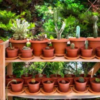 pots of succulent plants on shelves in a garden. - garden decoration stock pictures, royalty-free photos & images