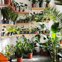 pots with fresh green plants in the flower shop - garden decoration stock pictures, royalty-free photos & images
