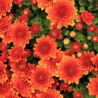 potted blooming orange chrysanthemum viewed directly from above - garden decoration stock pictures, royalty-free photos & images