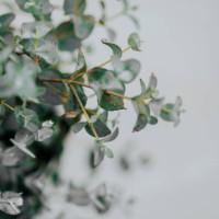 potted eucalyptus gunni at home with copyspace - garden decoration stock pictures, royalty-free photos & images