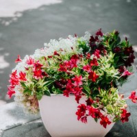 potted flowers in back yard - garden decoration stock pictures, royalty-free photos & images