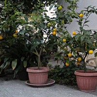 potted lemons in garden - garden decoration stock pictures, royalty-free photos & images