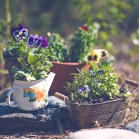 potted pansies flowers on garden. gardening composition with pots and stones concept - garden decoration stock pictures, royalty-free photos & images
