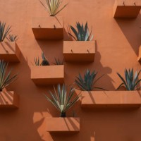 potted plant against orange wall building - garden decoration stock pictures, royalty-free photos & images