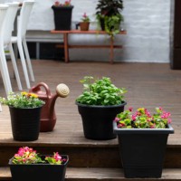 potted plant on a backyard patio - garden decoration stock pictures, royalty-free photos & images