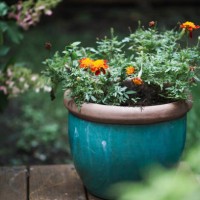 potted plant on the porch - garden decoration stock pictures, royalty-free photos & images