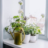 potted plants are growing in the window. - garden decoration stock pictures, royalty-free photos & images