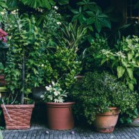 potted plants in back yard - garden decoration stock pictures, royalty-free photos & images