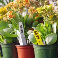 potted plants on sale - garden decoration stock pictures, royalty-free photos & images