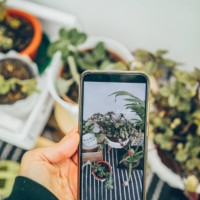 pov female hand taking photos with mobile device of arranged photos - garden decoration stock pictures, royalty-free photos & images