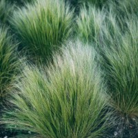 prairie dropseed - garden decoration stock pictures, royalty-free photos & images
