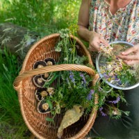 preparing vegan foraged foods - food stock pictures, royalty-free photos & images