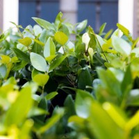 privet hedge - garden decoration photos et images de collection